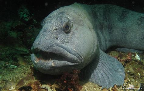 Wolffish .